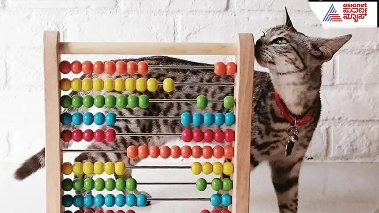 birth number animal birth number animal