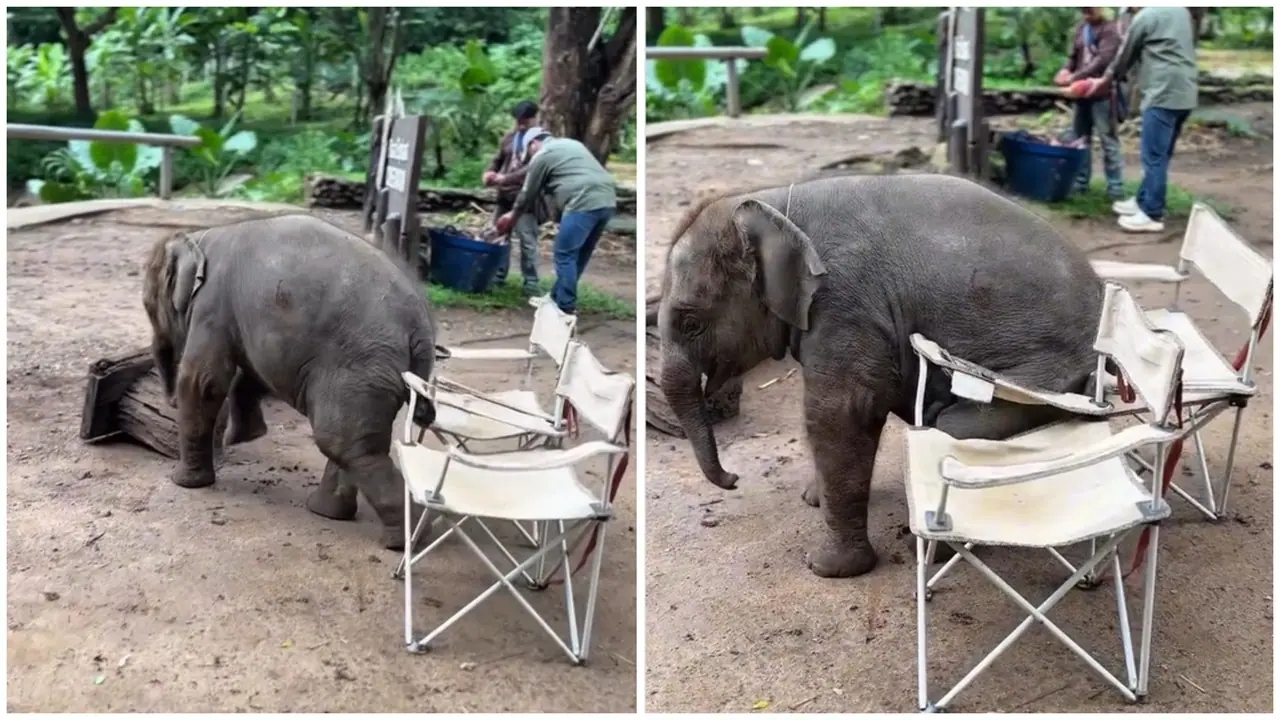 Baby Elephant try to sitting on chair Baby Elephant try to sitting on chair
