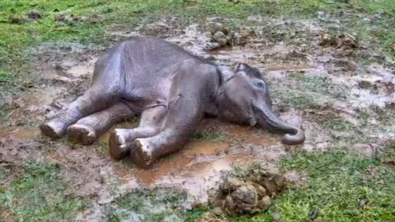 elephant calf elephant calf
