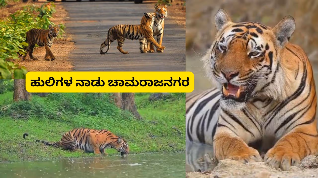 Chamarajanagar Tigers