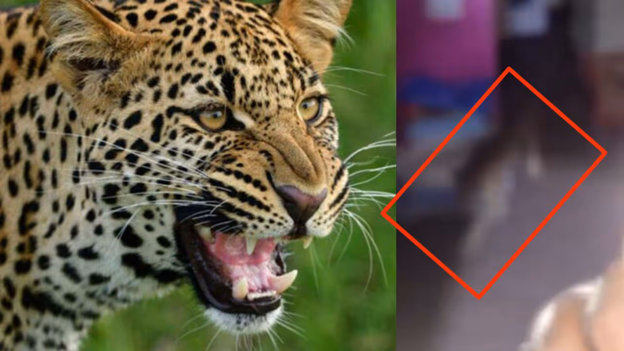 Turuvekere Leopard Attack Turuvekere Leopard Attack