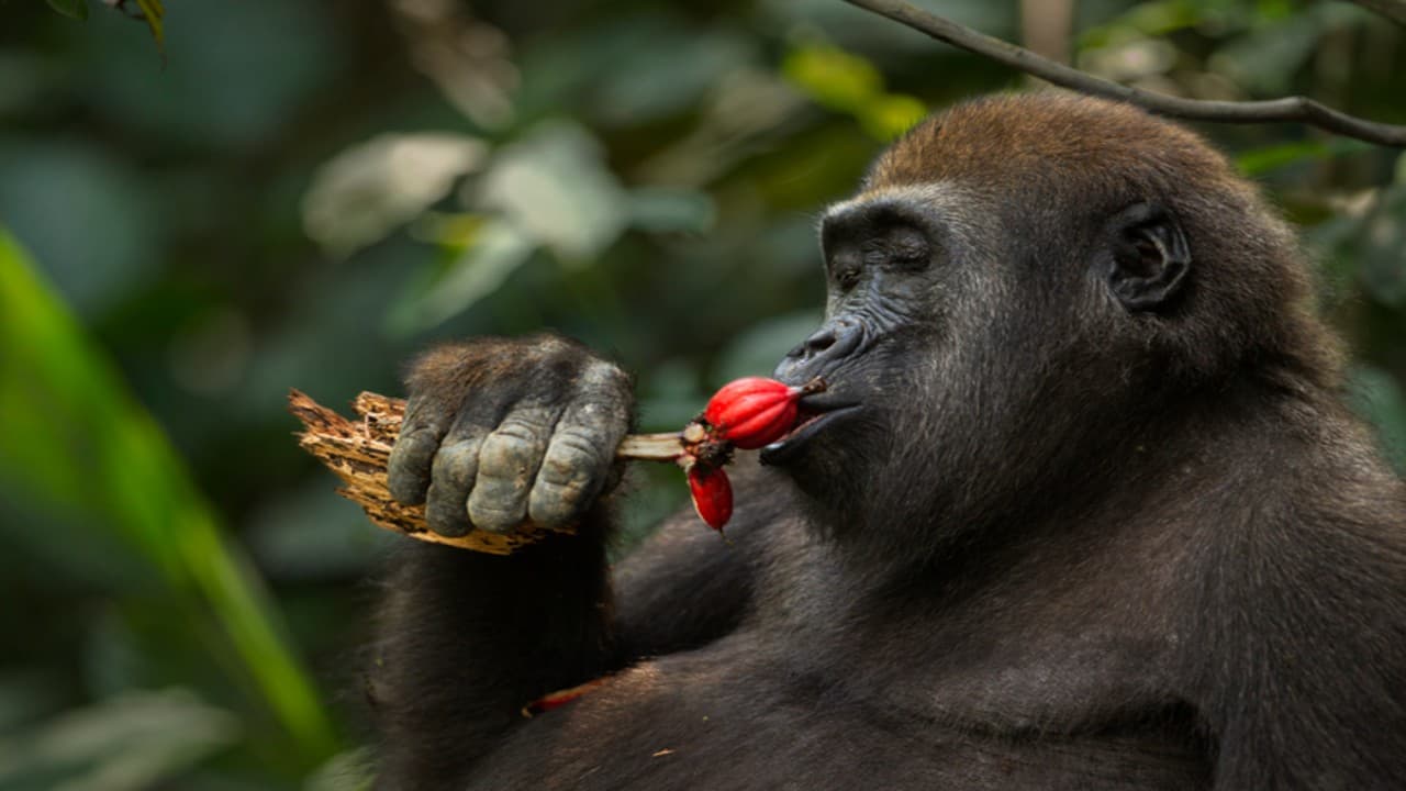 Did Ape 'Scrumping' Help Humans Evolve Alcohol Tolerance? New Research Suggests So