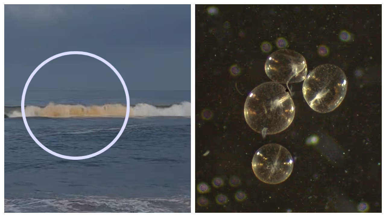 red color of sea due to the presence of the noctiluca red color of sea due to the presence of the noctiluca