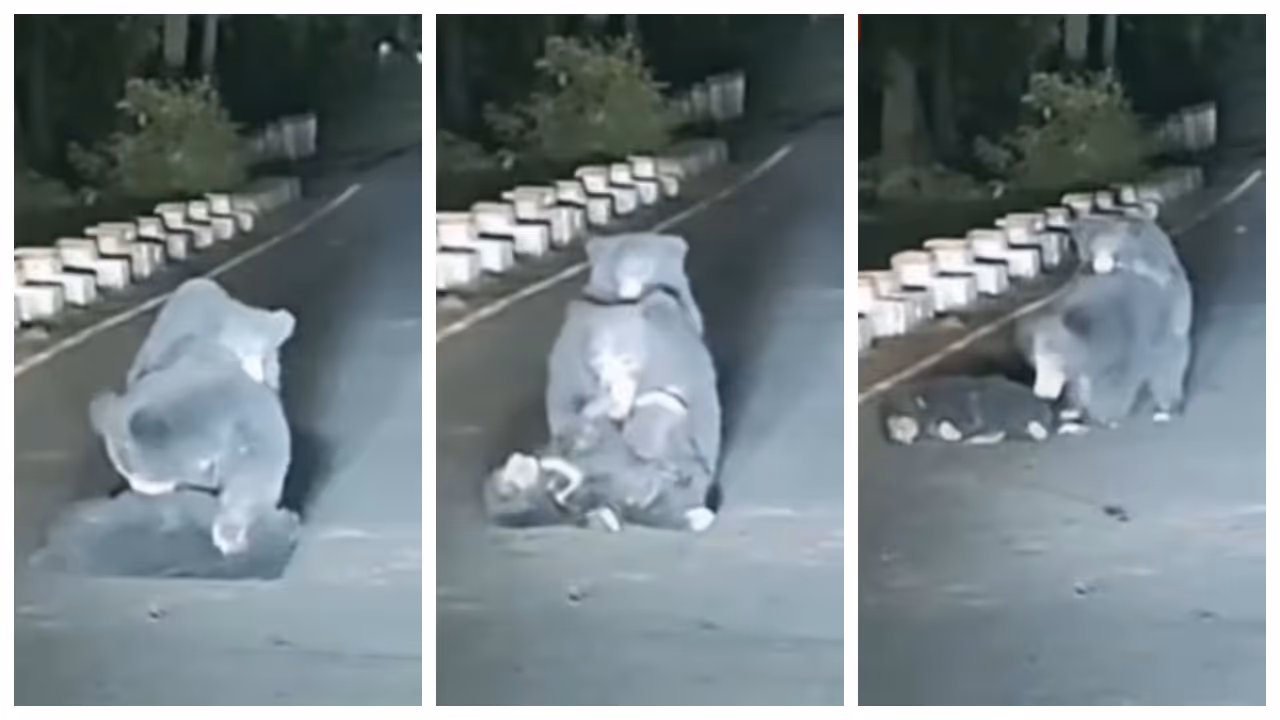 mother bear trying to carry her cub which was hit by a vehicle