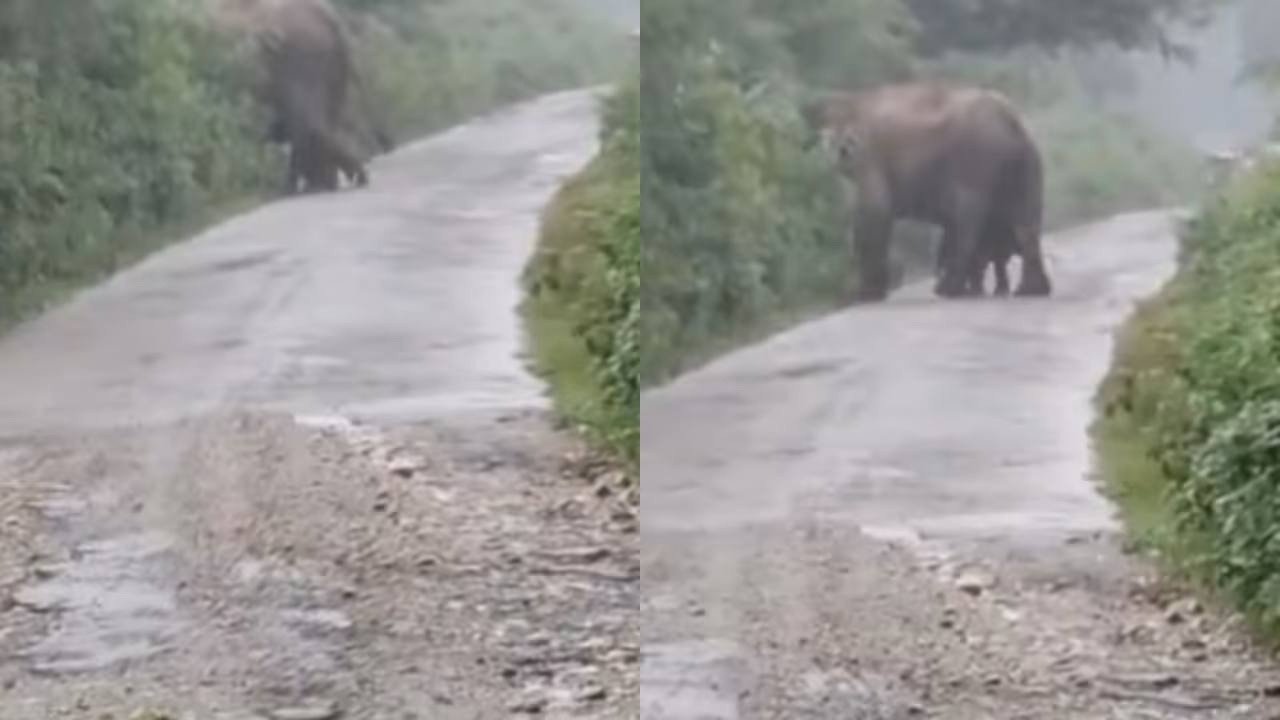 VIRAL ELEPHANT VIRAL ELEPHANT