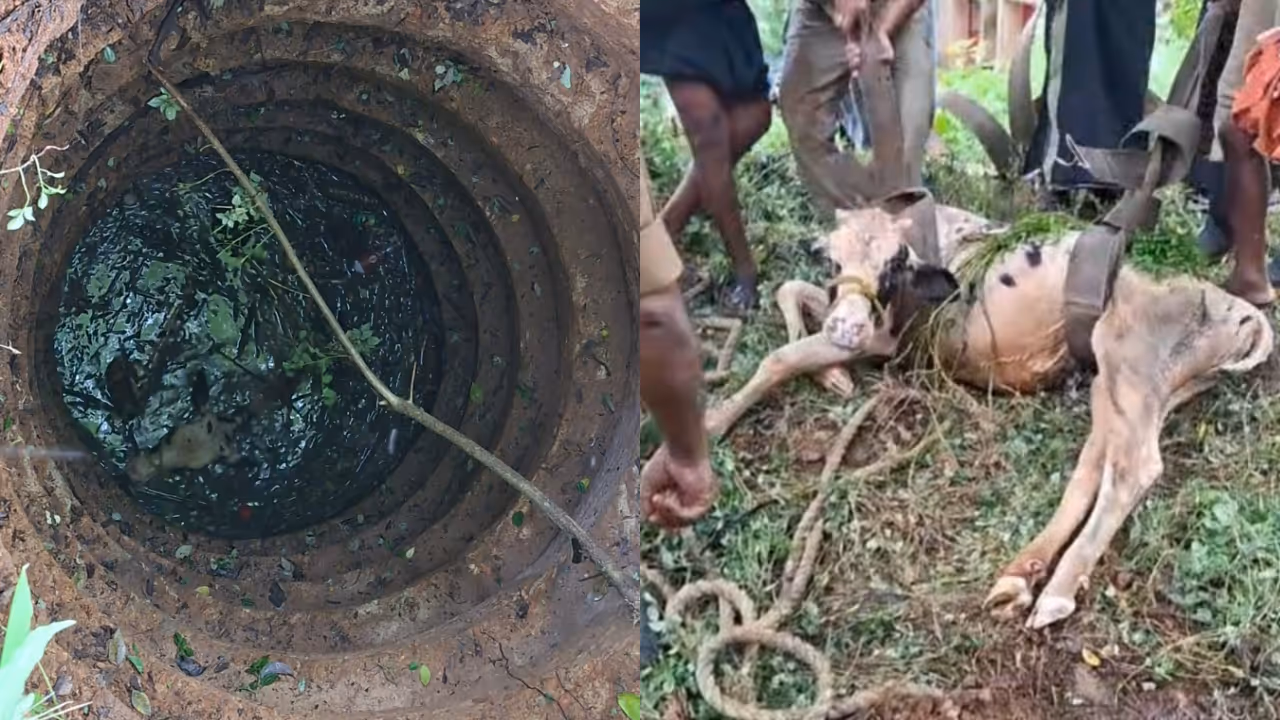 cow fell into well