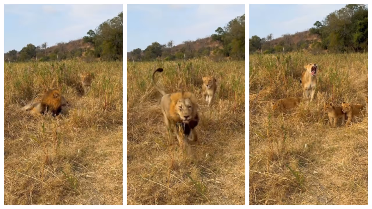 Lion escaping from babysitting