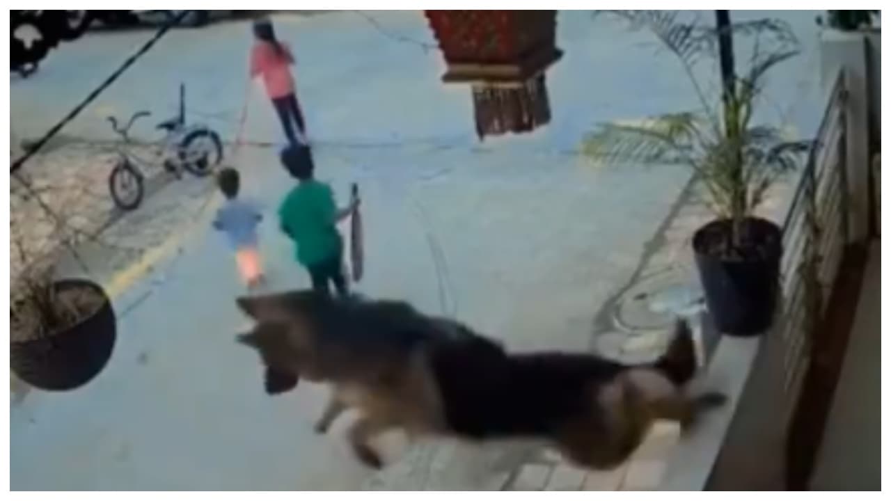 German Shepherd rescue kids from street dogs