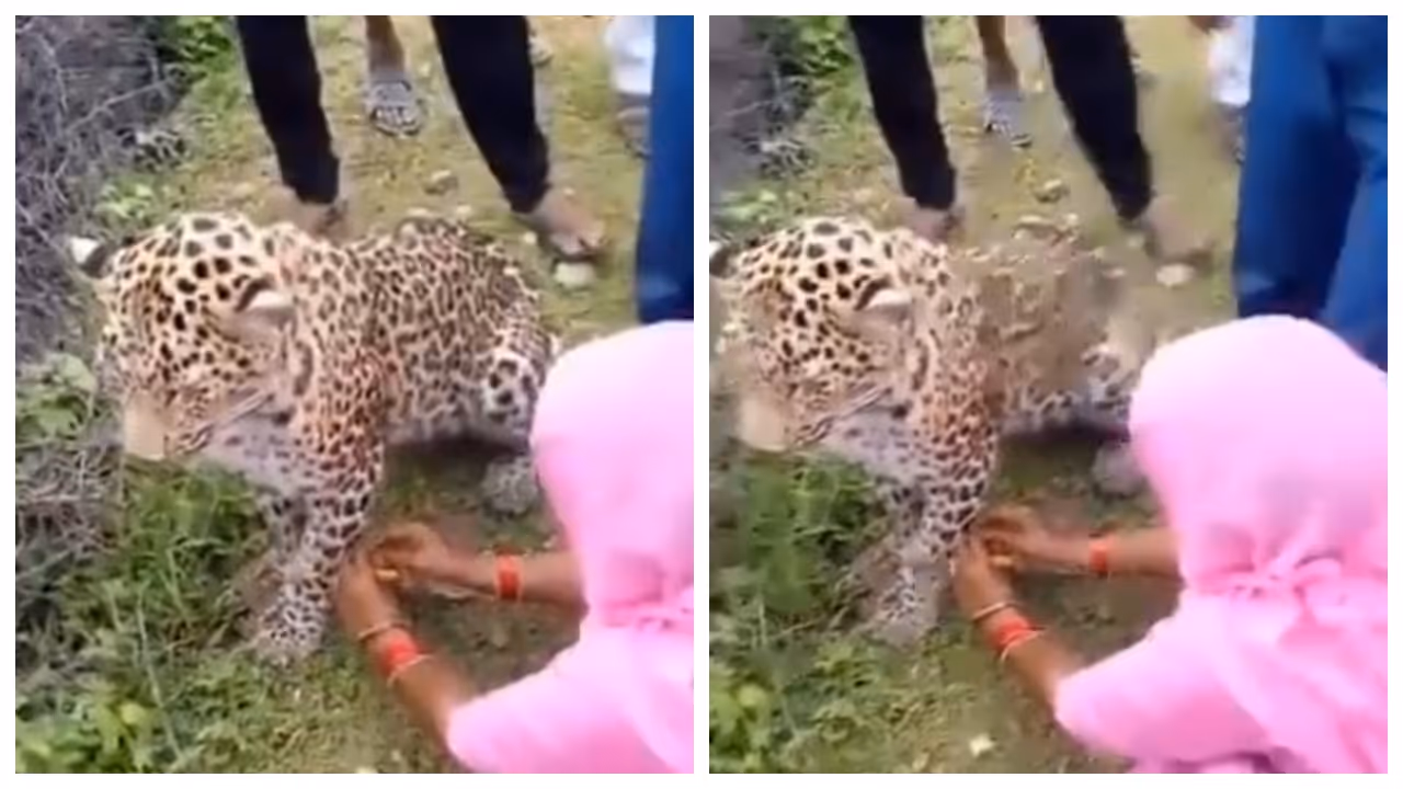 woman tied a rakhi to the leopard