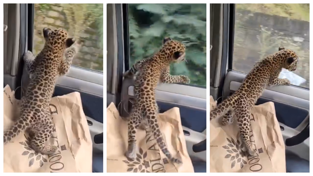leopard cub separated from its mother going towards the DFO in a car 