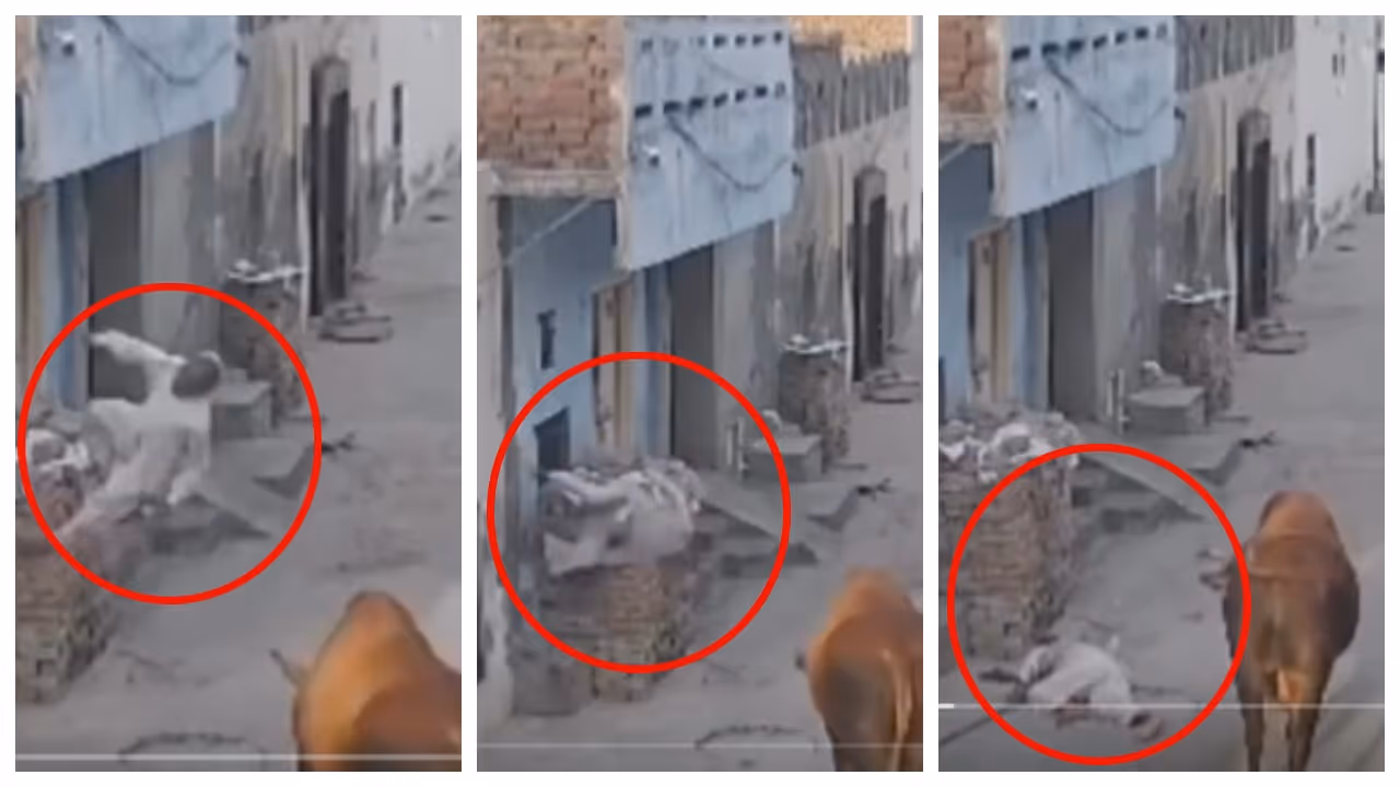 stray bull throws a 70 year old man against the wall with a single hit