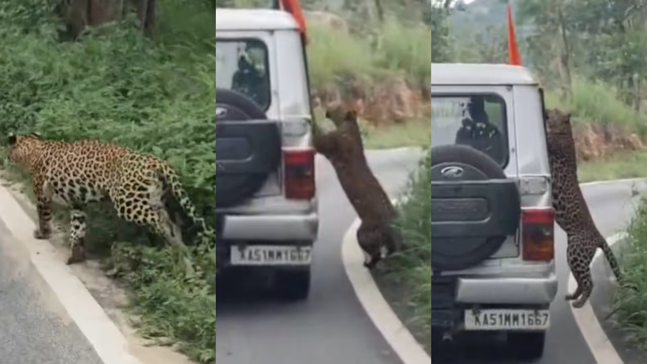 Leopard Attack Leopard Attack