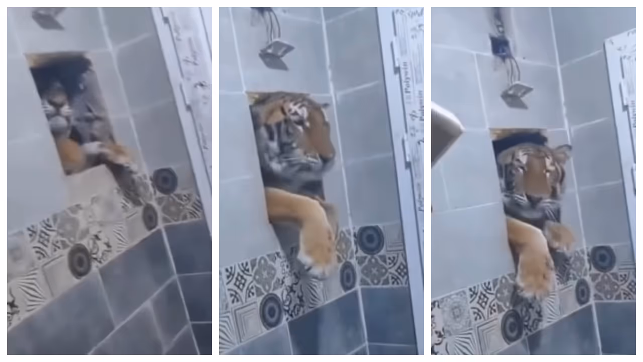 mans showering time a tiger leaps in through window gap