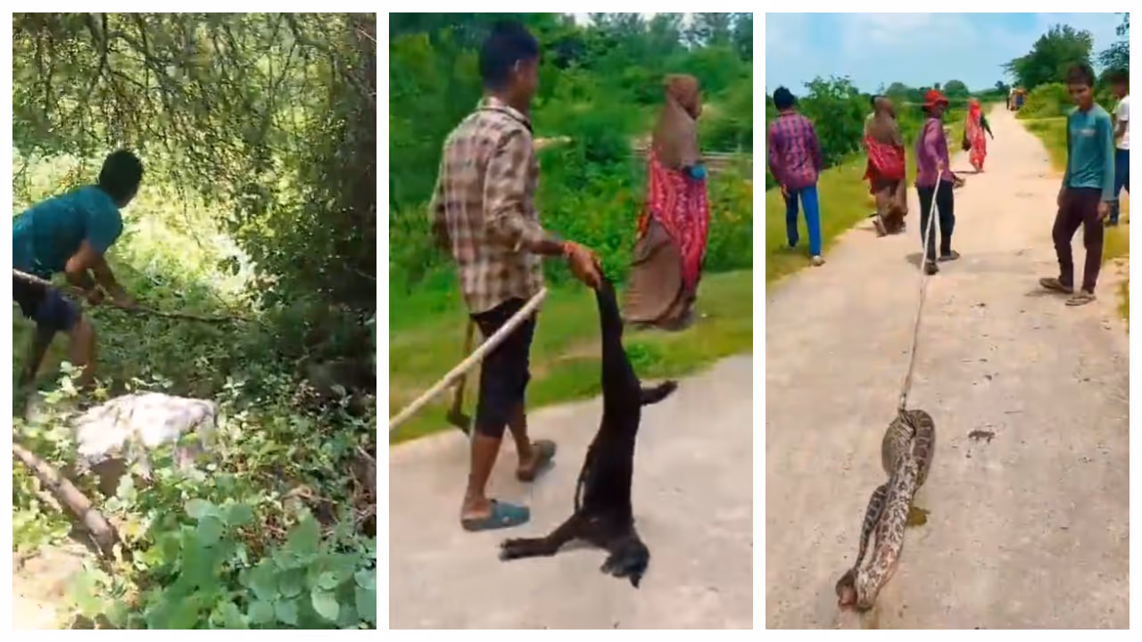 Villagers killed a 20 foot long python that swallowed a goat