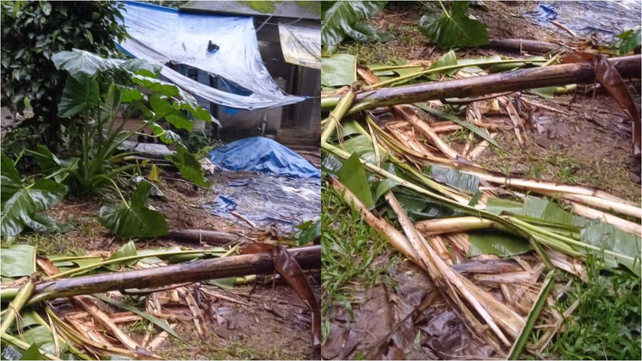 Wild elephant attack