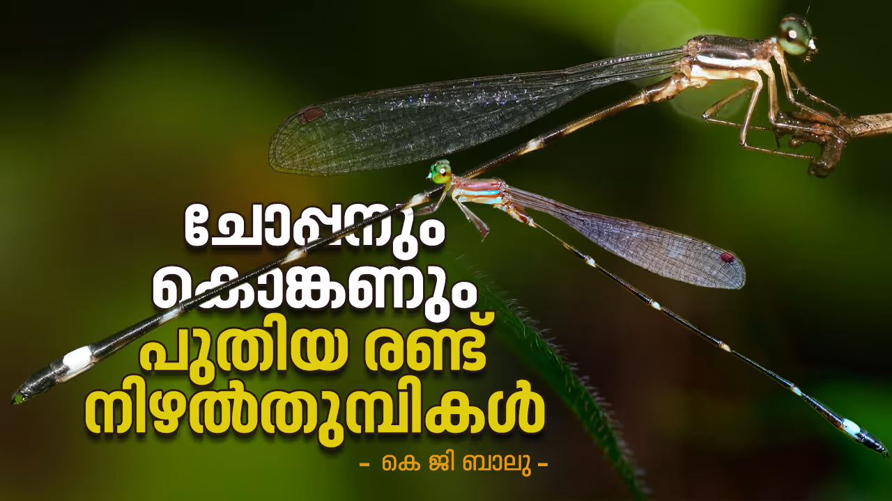 Crimson Shadowdamsel and Konkan Shadowdamsel