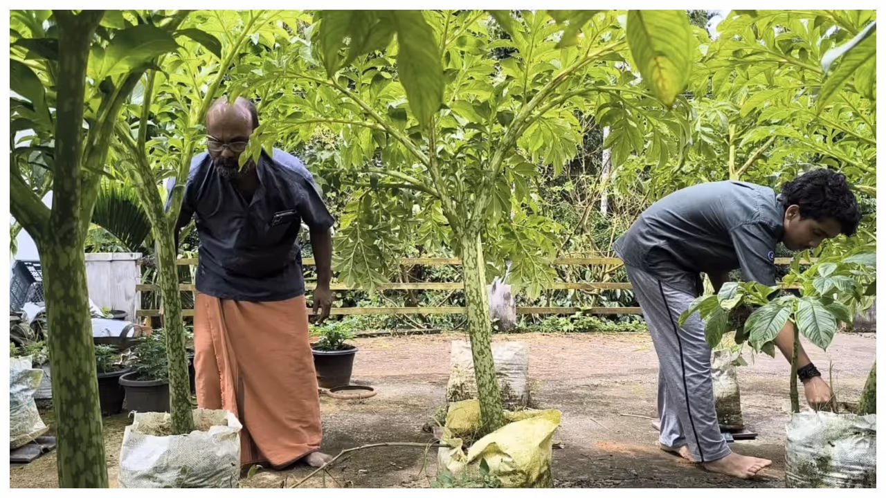 family growing Yam and paddy on the terrace family growing Yam and paddy on the terrace