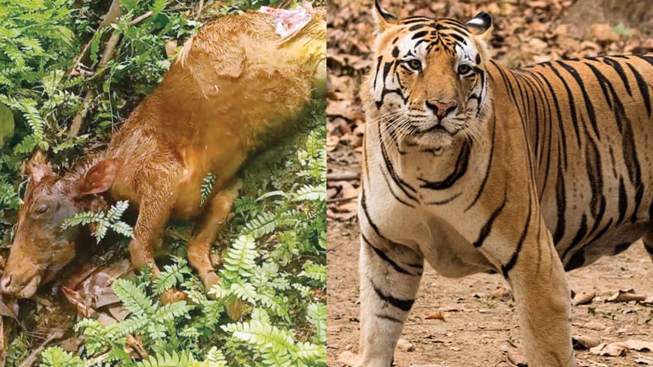 tiger attack tiger attack