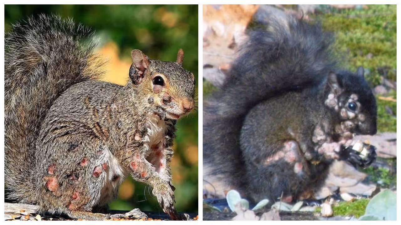 Zombie Squirrels in US
