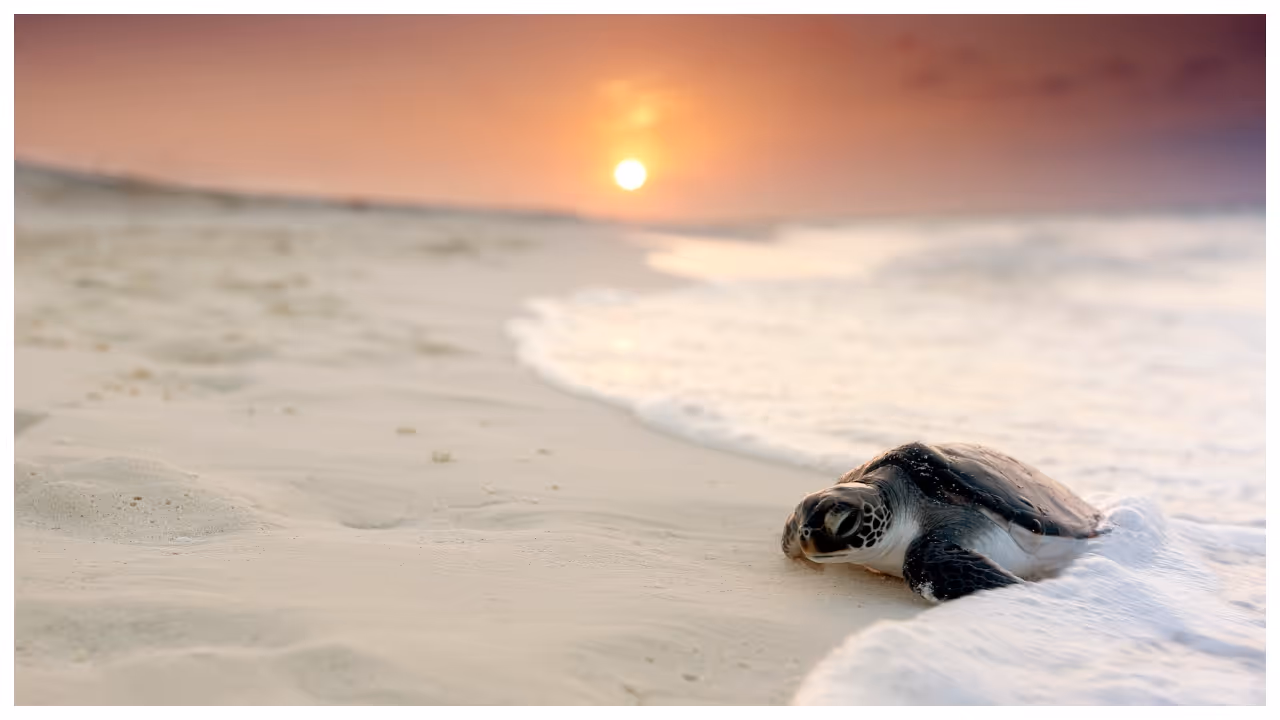 Sea turtle Sea turtle