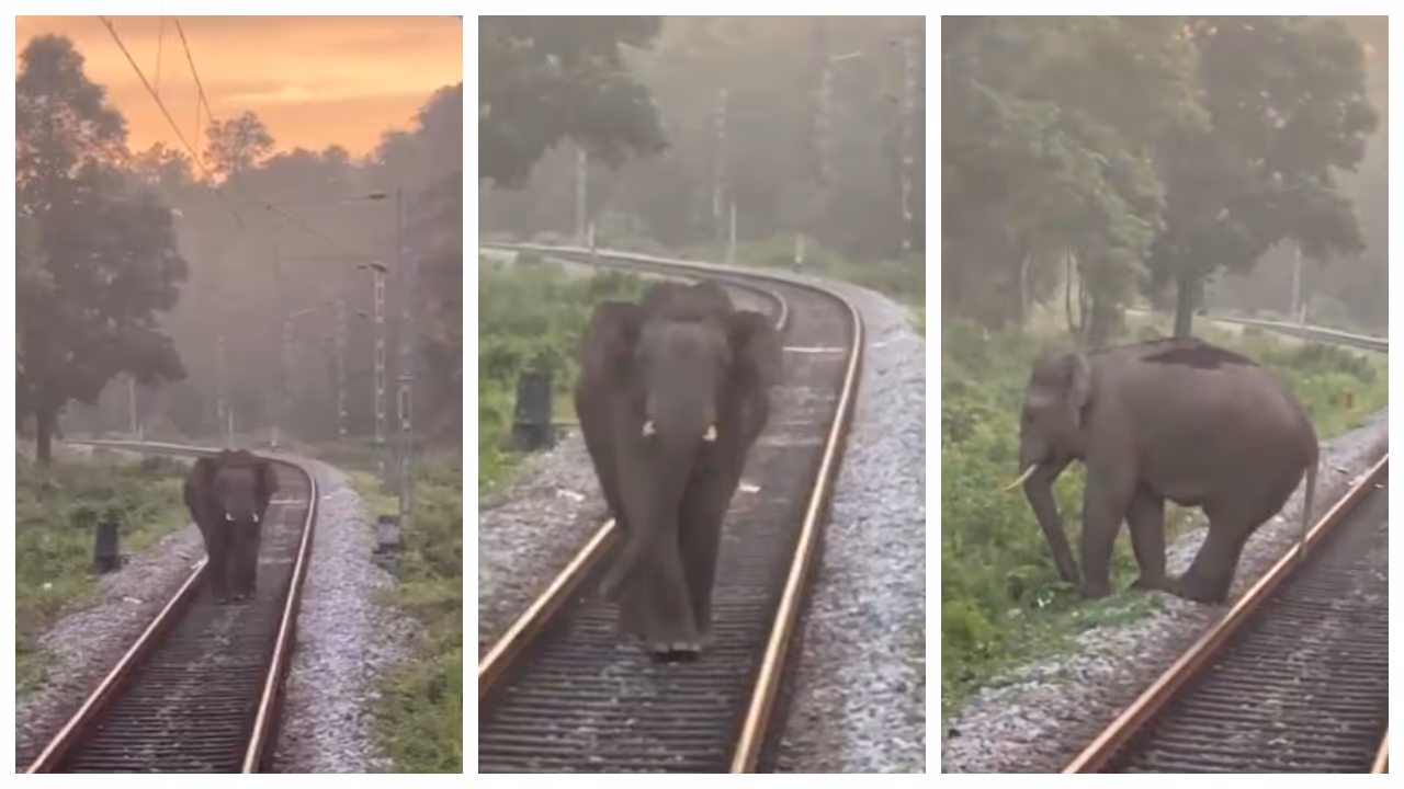 elephant walked towards the train along the railway track