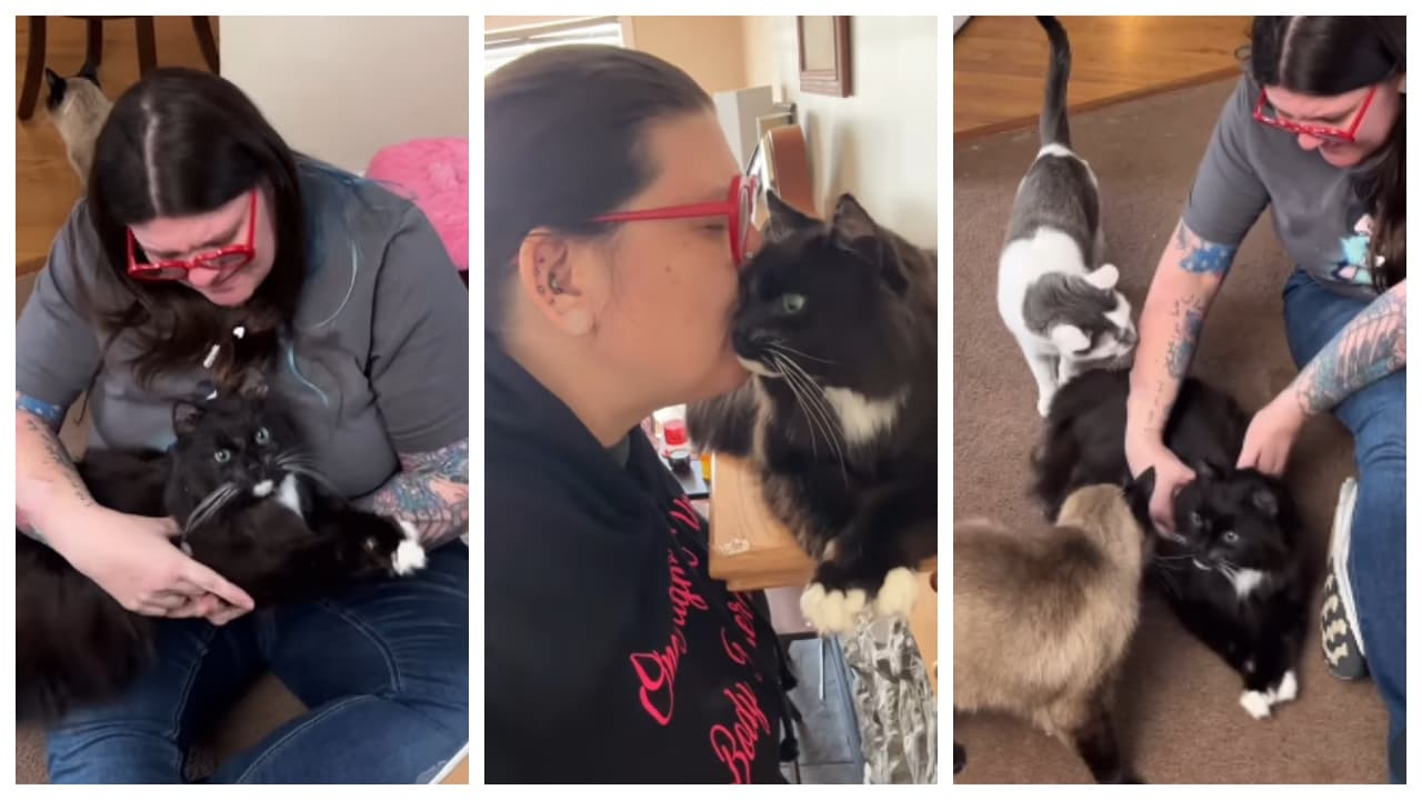 Woman stuffs dead pet cat in showcase