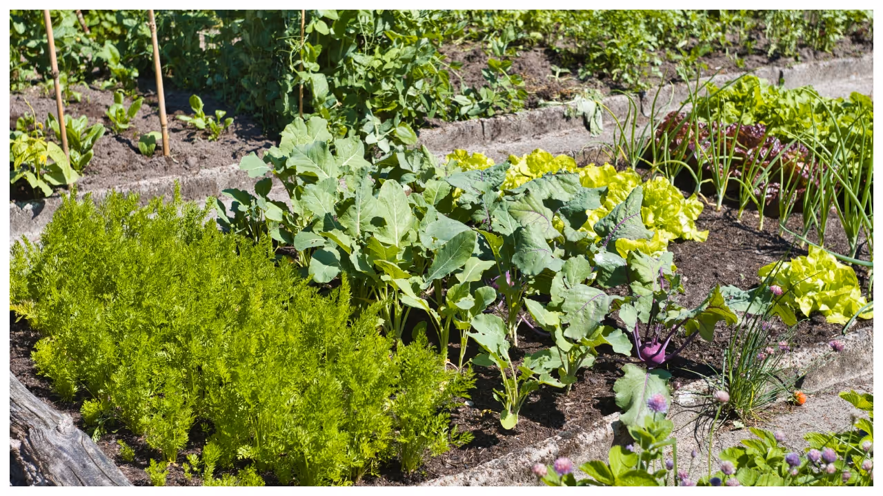 kitchen garden kitchen garden