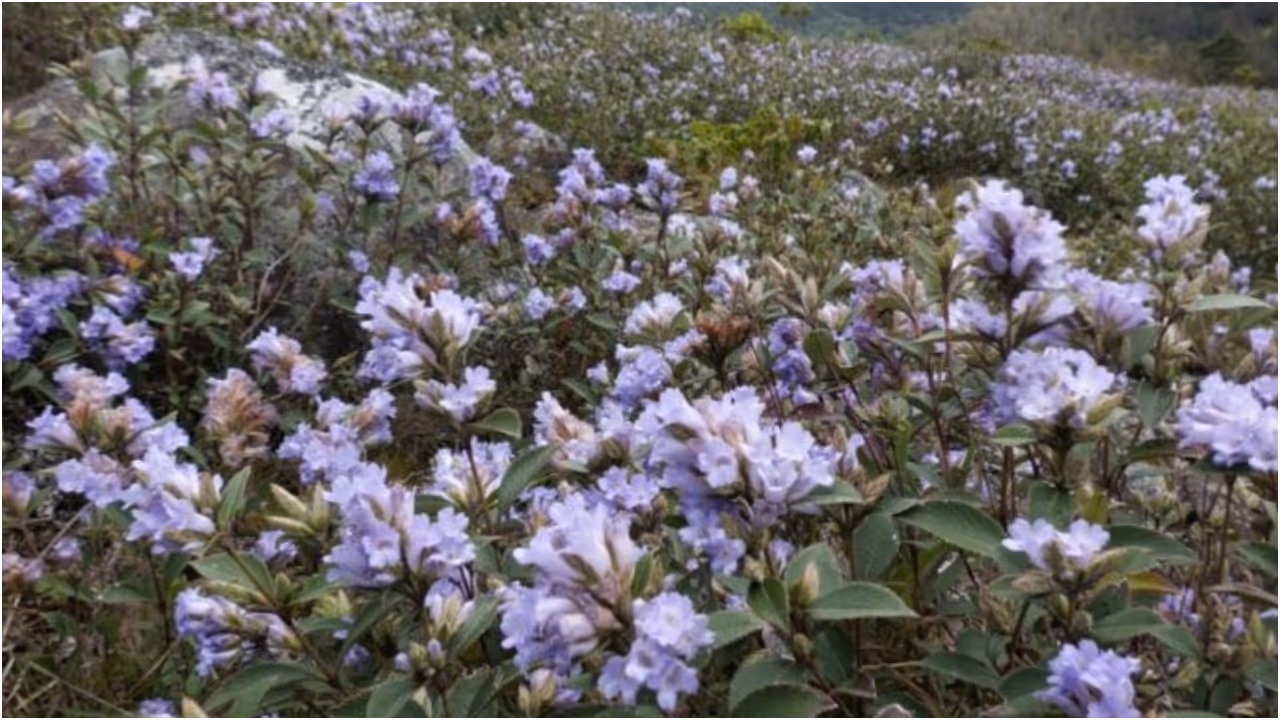 Neelakurinji
