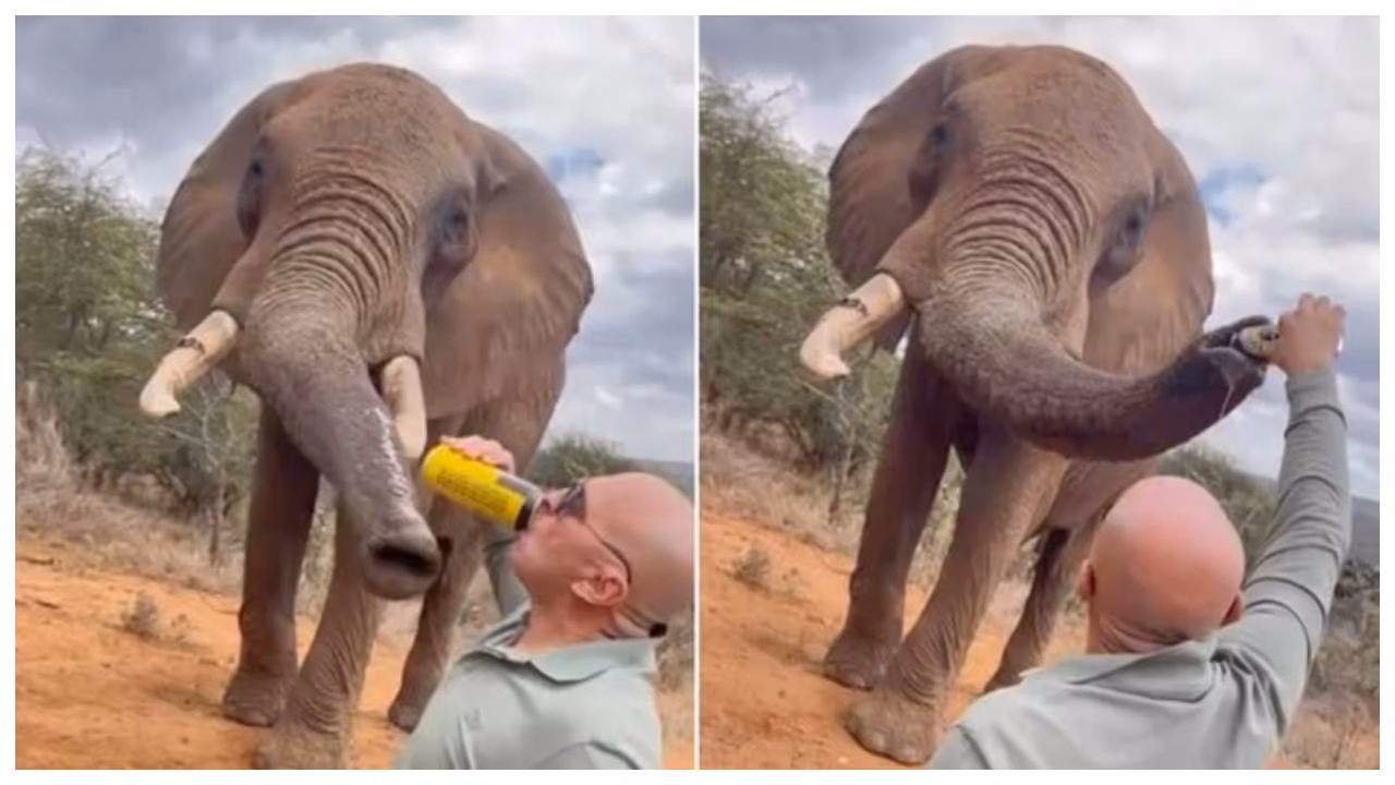 tourist giving beer to the elephant