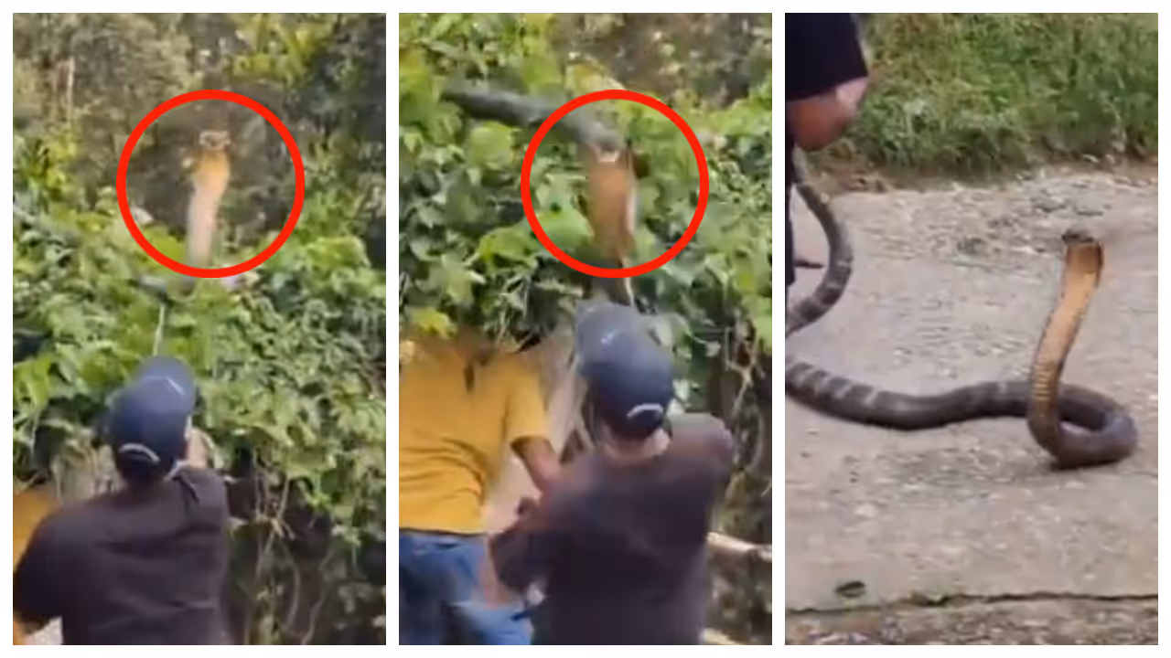 King Cobra Attacks Forest Officials