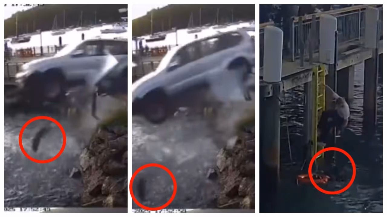 Drunken car driver crashed into the sea