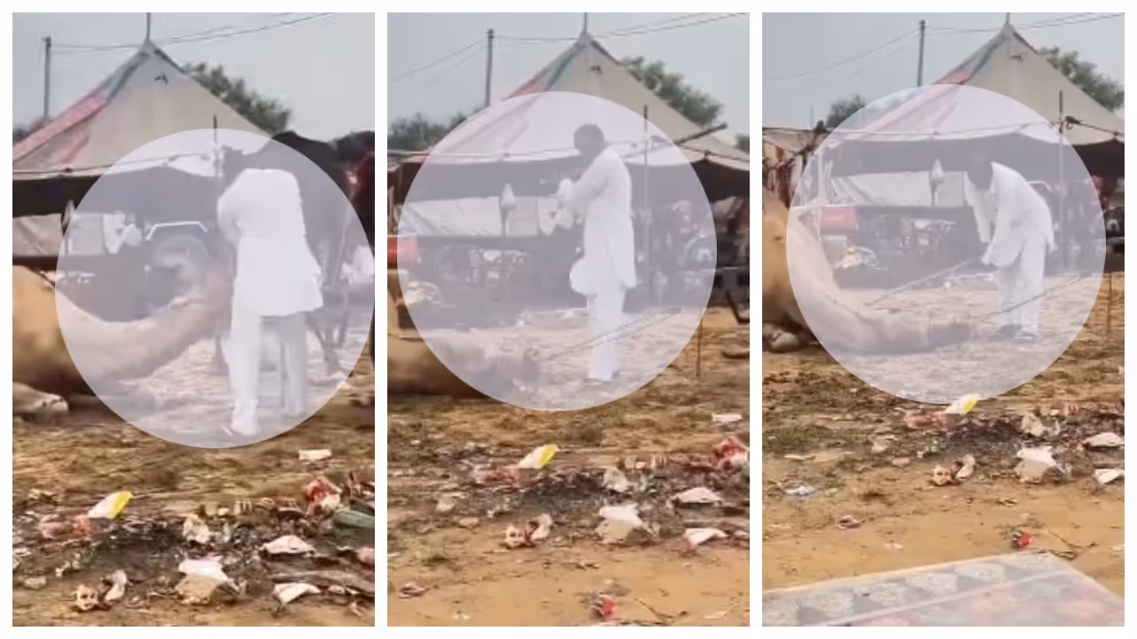 shocking video footage Brutal pressure to lift the collapsed camel 