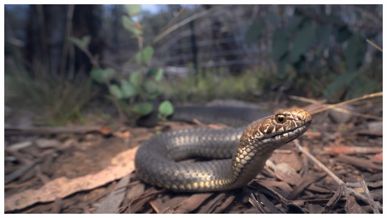 black snake black snake