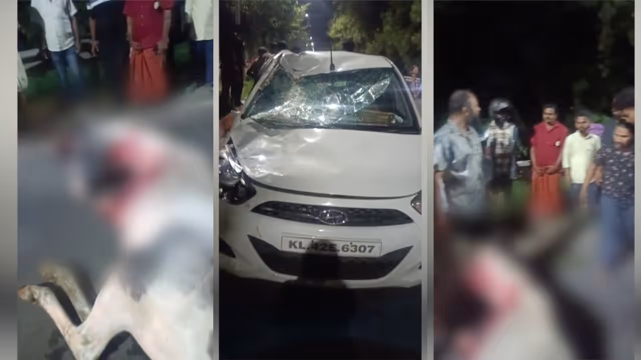 Horse hit by car Horse hit by car