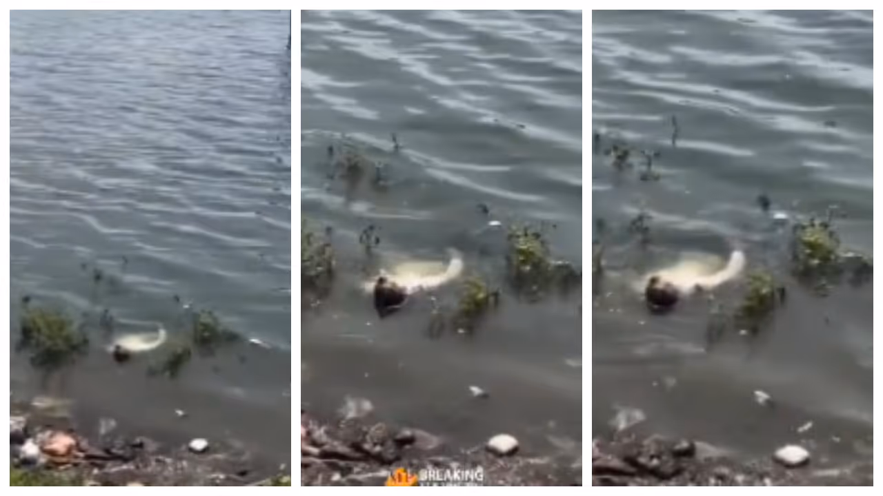 dead body in the dam 