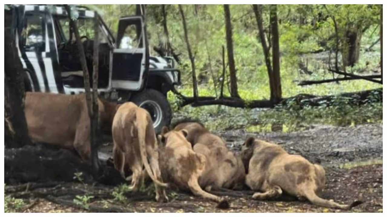 Bangkok zoo reacts after zookeeper
