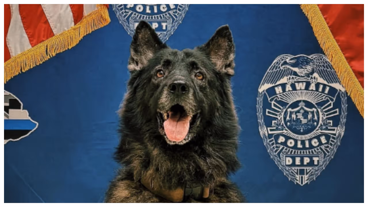 Police Dog K 9 Archer