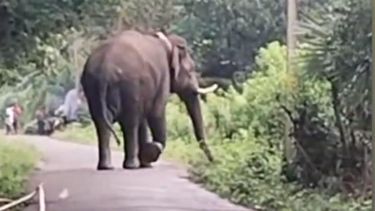 Wild Elephant Churulikkomban