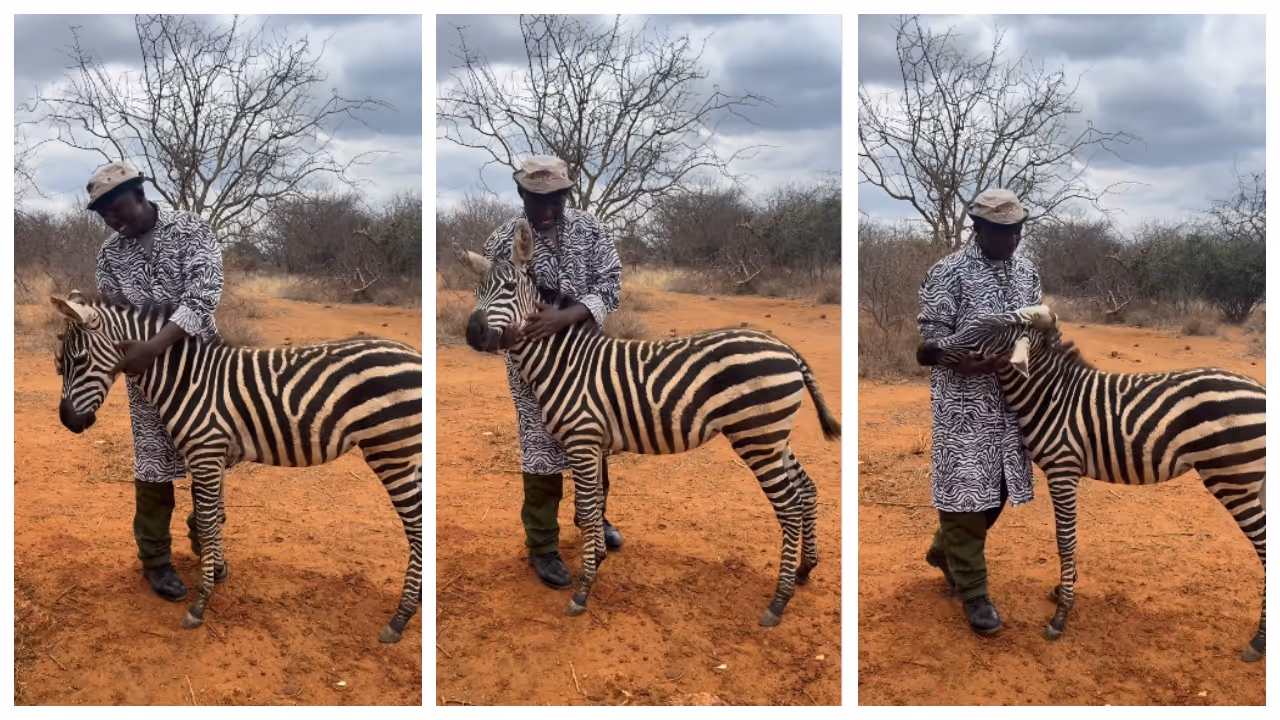 Zookeeper turns mommy figure for orphaned baby Zebra