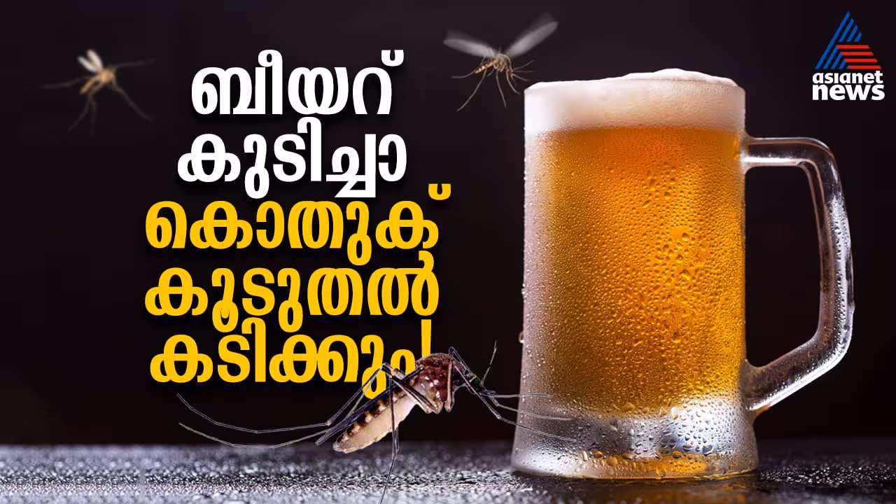 mosquito and beer