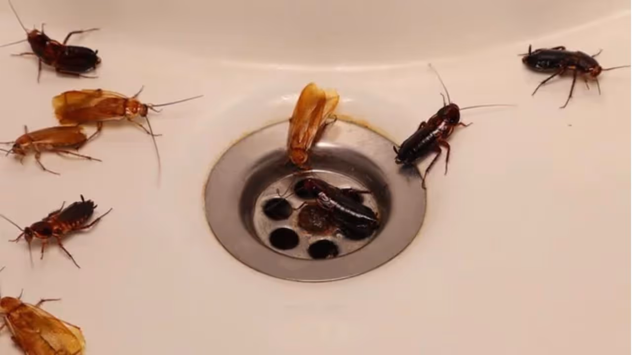 deshi nuskha to get rid of cockroach 