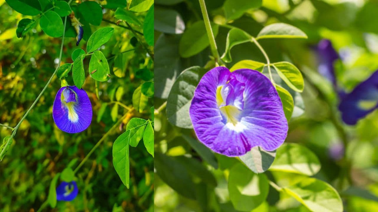 why do aparajita leaves turn yellow