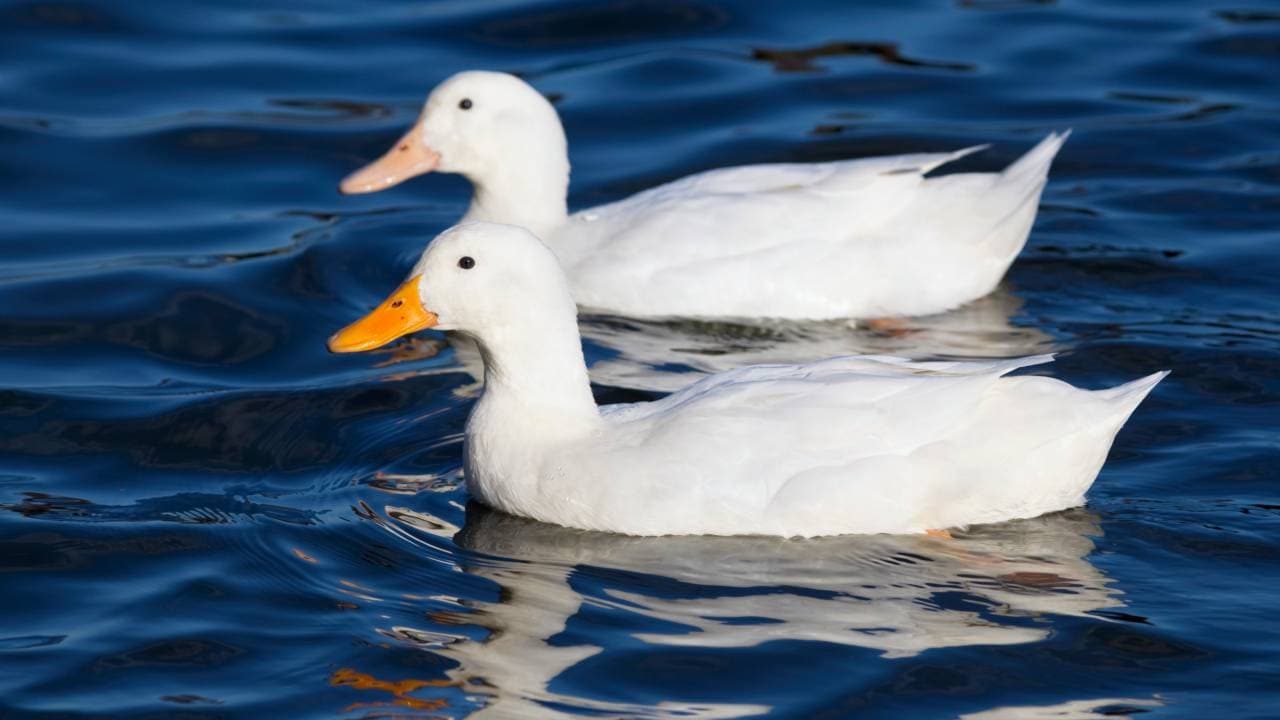 Duck/ Representative image 