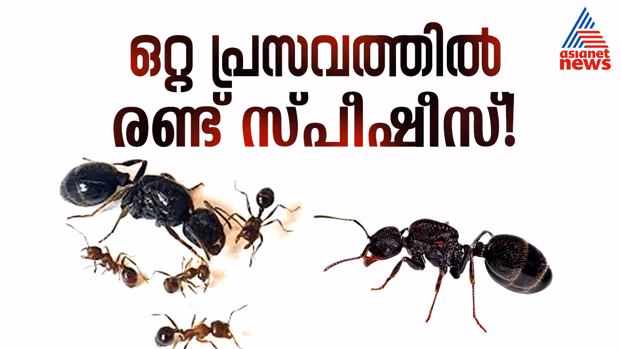 Messor ibericus and Messor structor