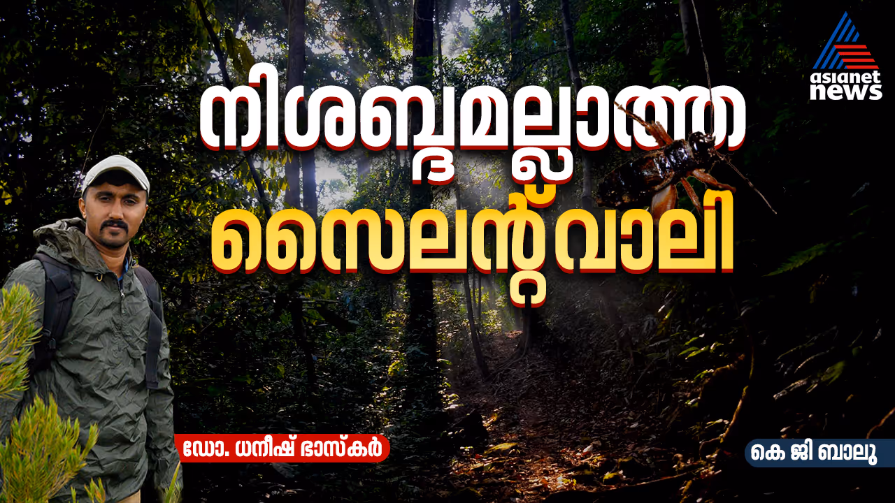 Echoes in the Silent Valley