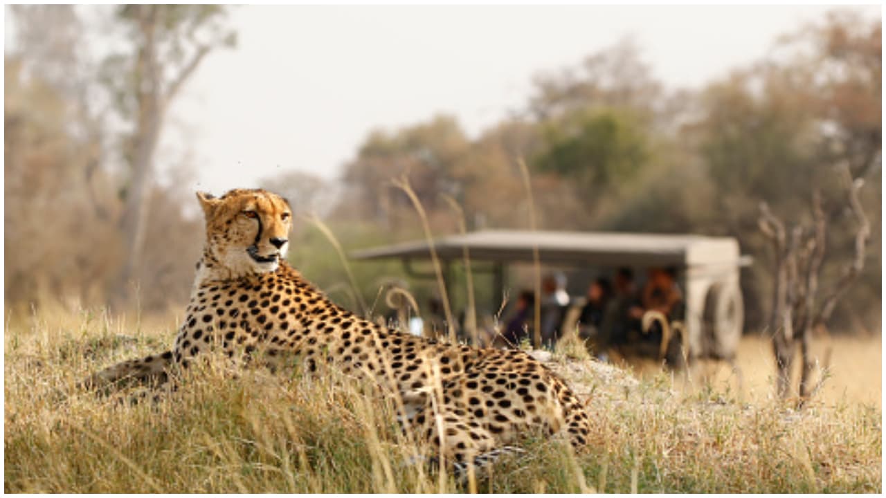 Cheetah Safari