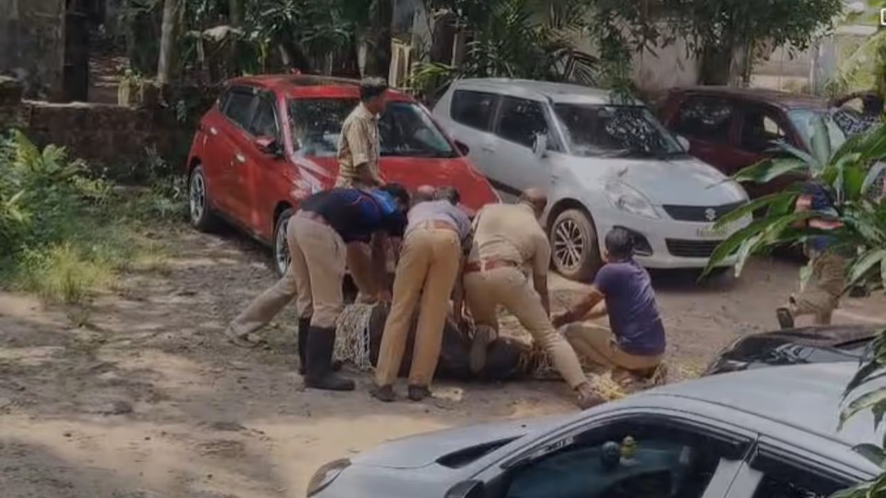 buffalo attack buffalo attack