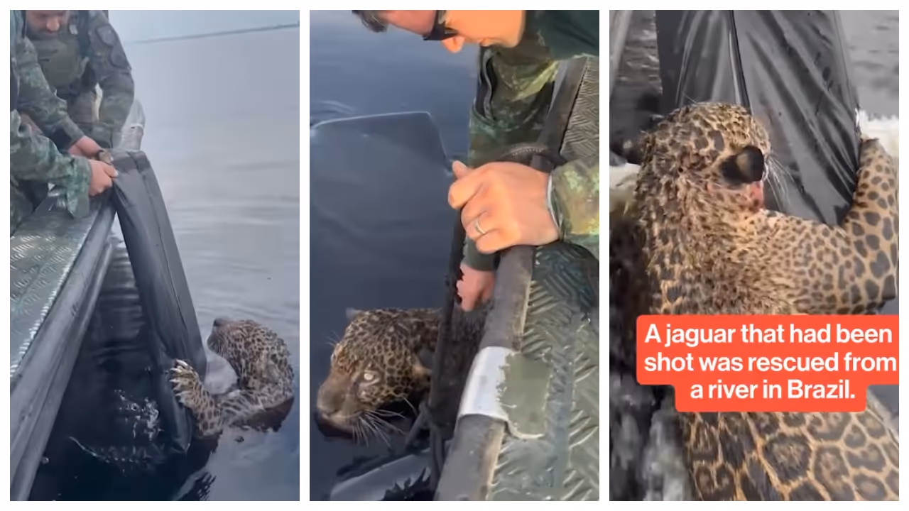 military police rescued a jaguar