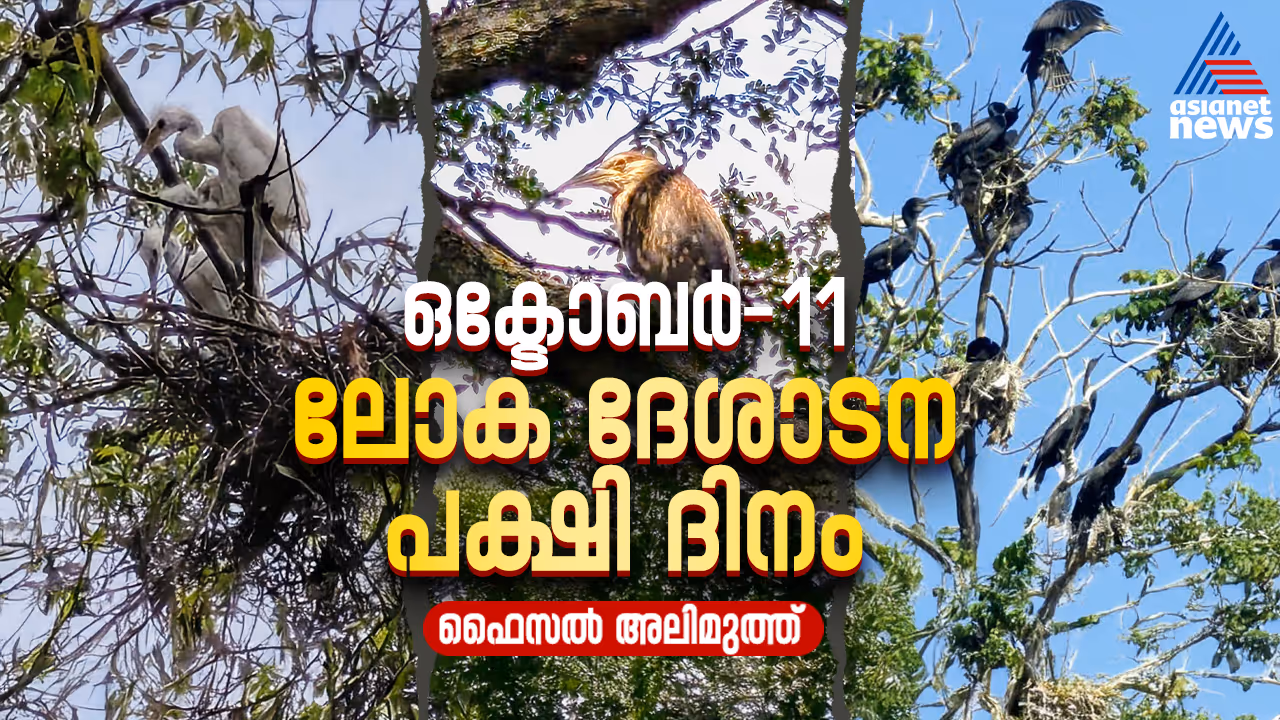 World Migratory Bird Day