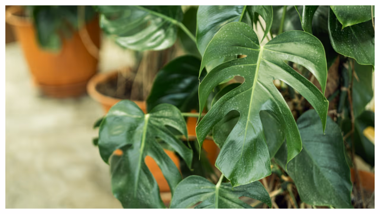 monstera plant monstera plant